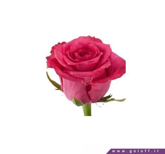 سایت گل فارسی - گل رز هلندی لیلا - Rose | گل آف